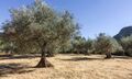 Olive trees in Droon Valley
