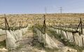 Vineyard in Dofzul region