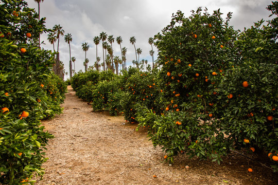 File:Citrus grove.jpg