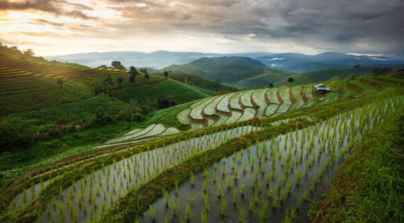 File:Terrace-farming-rice.jpg