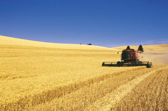 File:Wheat harvest northlea.jpg