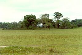 Tropical grasslands of the Astol Plains