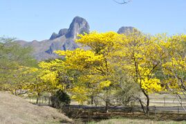 Kinfurei trees against a mountain in the western special territory