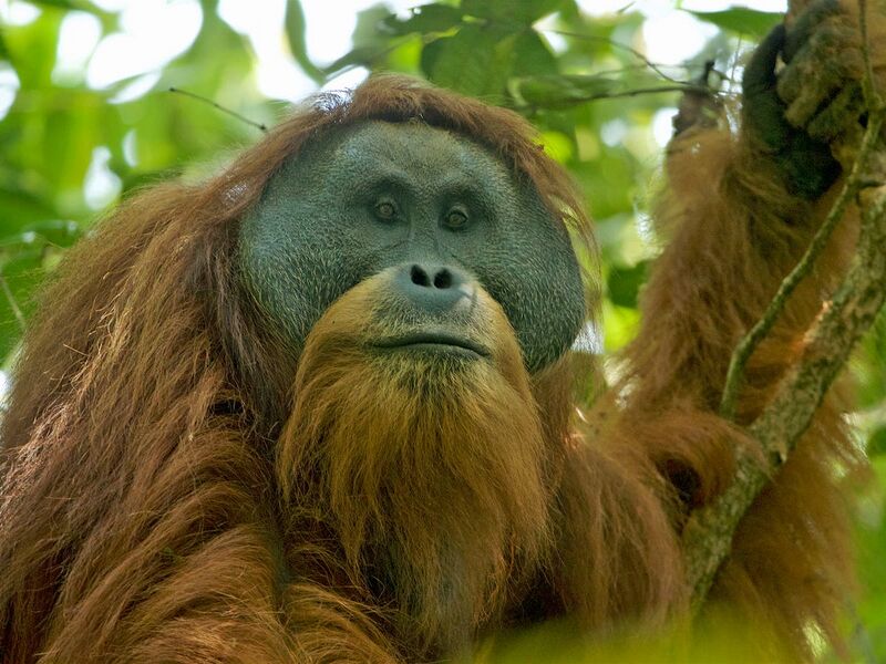 File:Farfour the orangutan.jpg