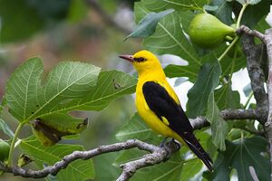 Eurasian Golden Oriole.jpg